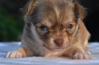 Chihuahua Puppy for sale in MARYSVILLE, WA, USA