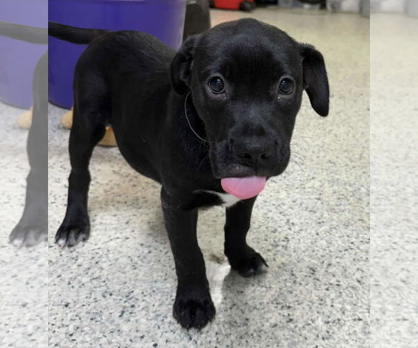 Medium Photo #2 Mutt Puppy For Sale in Mechanicsburg, PA, USA