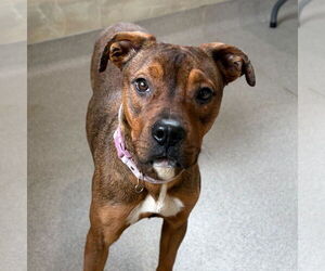 Mutt Dogs for adoption in Jefferson, WI, USA