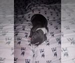 Small Photo #16 American Staffordshire Terrier Puppy For Sale in JACKSONVILLE, FL, USA