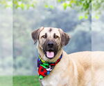 Small Anatolian Shepherd