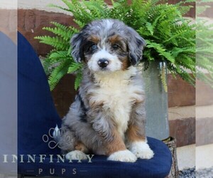 Bernedoodle (Miniature) Puppy for sale in NARVON, PA, USA