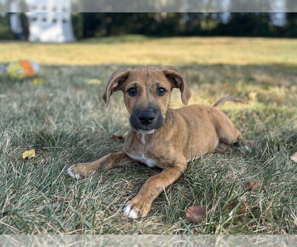 Medium Photo #8 Labrador Retriever-Plott Hound Mix Puppy For Sale in Brewster, NY, USA