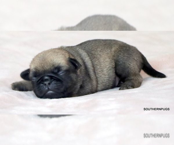 Medium Photo #1 Pug Puppy For Sale in WINNSBORO, TX, USA