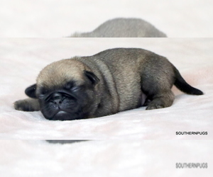 Pug Puppy for sale in WINNSBORO, TX, USA