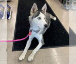 Small #3 Huskies  Mix