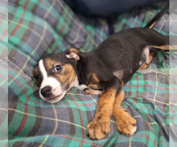 Medium Photo #6 Doberman Pinscher-Unknown Mix Puppy For Sale in Chico, CA, USA