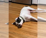Small #3 American Bulldog