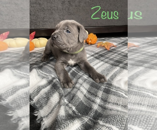 Medium Photo #3 Cane Corso Puppy For Sale in DINGMANS FERRY, PA, USA