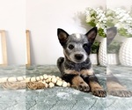 Small #1 Australian Cattle Dog