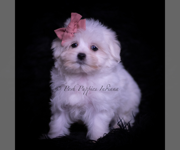 Medium Photo #4 Maltese Puppy For Sale in WARSAW, IN, USA