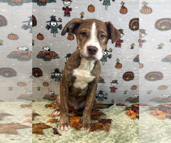Medium Photo #1 American Pit Bull Terrier-Australian Shepherd Mix Puppy For Sale in Wetumpka, AL, USA