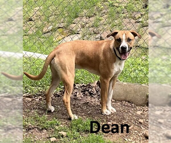 Medium Photo #2 Boxer-Mountain Cur Mix Puppy For Sale in Mountain View, AR, USA