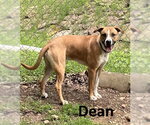 Small #1 Boxer-Mountain Cur Mix