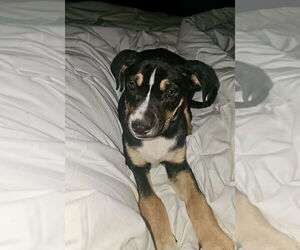 Australian Kelpie-Labrador Retriever Mix Dogs for adoption in San Diego, CA, USA