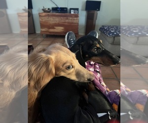 Dachshund Puppy for sale in SAHUARITA, AZ, USA