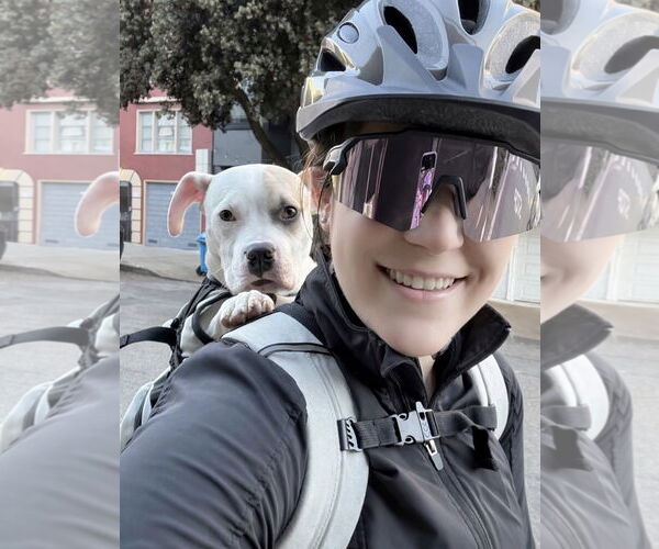 Medium Photo #7 American Pit Bull Terrier Puppy For Sale in Berkeley, CA, USA