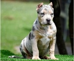 Small Photo #11 American Bully Puppy For Sale in CLEVELAND, GA, USA