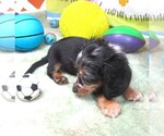 Small #6 Dachshund