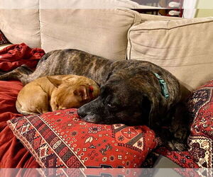 Sheba  [bonded to Bambi] - Female Mutt Dog for Adoption - Photo #14