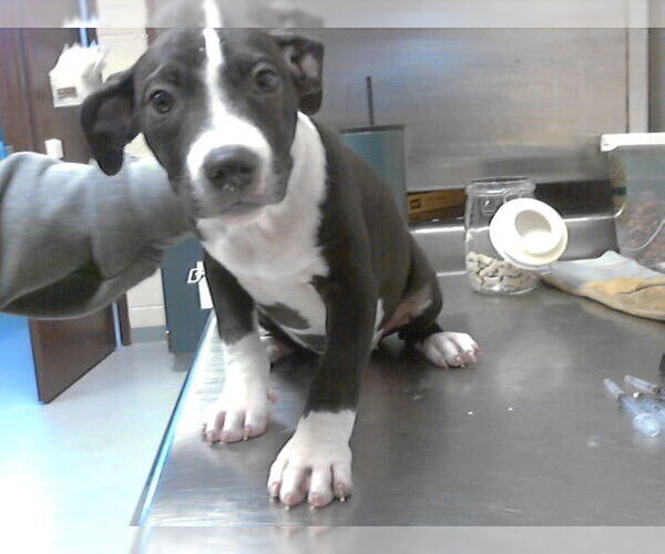 Medium Photo #1 Mutt Puppy For Sale in Fayetteville, NC, USA