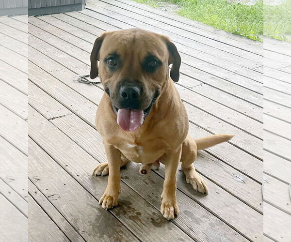 Medium Photo #1 Black Mouth Cur-Unknown Mix Puppy For Sale in Alvin, TX, USA