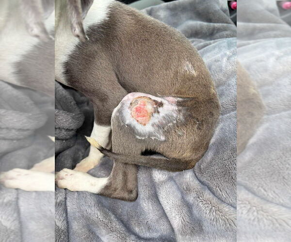 Medium Photo #2 Staffordshire Bull Terrier-Unknown Mix Puppy For Sale in New York, NY, USA