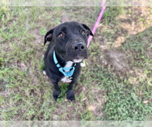 Medium American Pit Bull Terrier-Labrador Retriever Mix