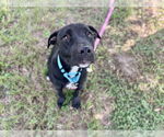 Small American Pit Bull Terrier-Labrador Retriever Mix