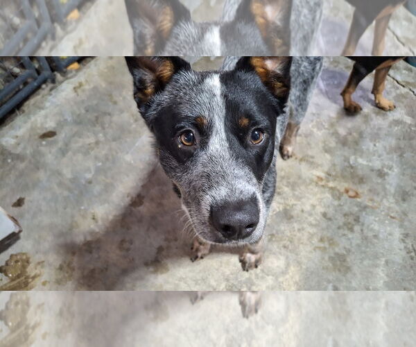 Medium Photo #3 Mutt Puppy For Sale in Sebec, ME, USA