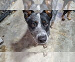 Small #2 Mutt