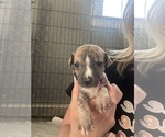Small #3 Whippet