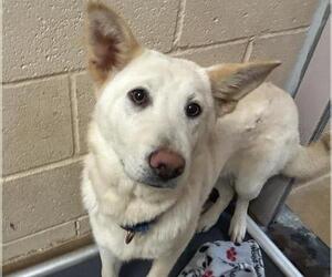 Siberian Husky-Unknown Mix Dogs for adoption in Martinez, CA, USA