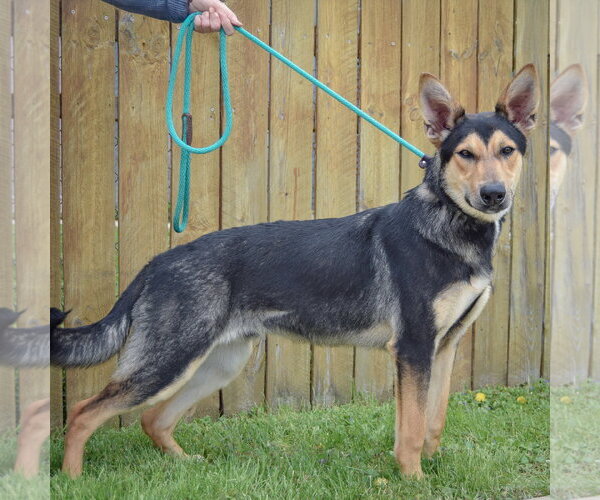 Medium Photo #2 Collie-German Shepherd Dog Mix Puppy For Sale in Huntley, IL, USA
