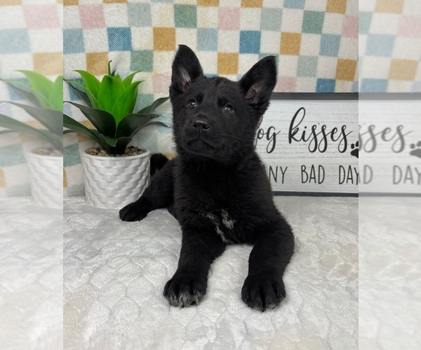 Medium Photo #2 German Shepherd Dog Puppy For Sale in FRANKLIN, IN, USA