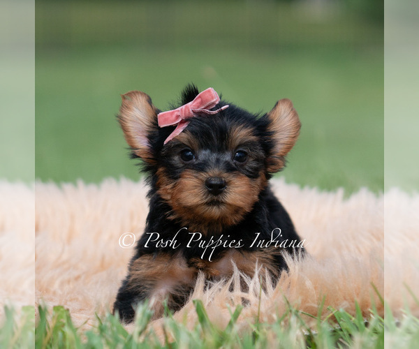 Medium Photo #2 Yorkshire Terrier Puppy For Sale in WARSAW, IN, USA