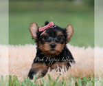 Small Photo #67 Yorkshire Terrier Puppy For Sale in WARSAW, IN, USA