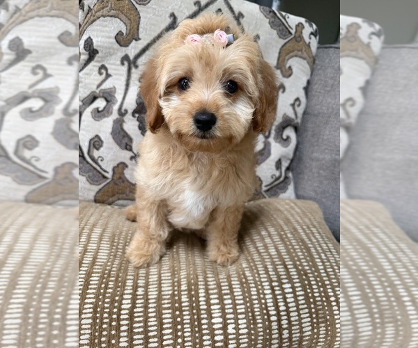Medium Photo #5 Goldendoodle mix (+ Poodle Miniature) Puppy For Sale in RICHMOND, IL, USA