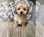 Small #4 Goldendoodle mix (+ Poodle Miniature)