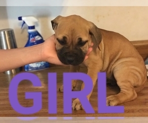 Cane Corso Puppy for sale in SPRINGFIELD, OH, USA