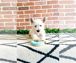 Small #2 West Highland White Terrier