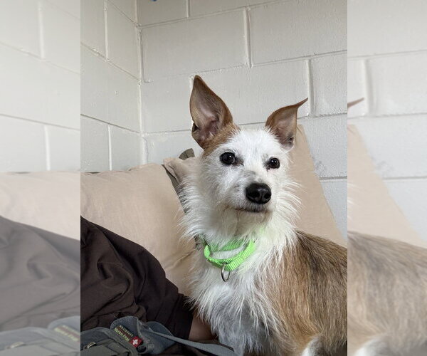 Medium Photo #1 Mutt Puppy For Sale in San Leon, TX, USA