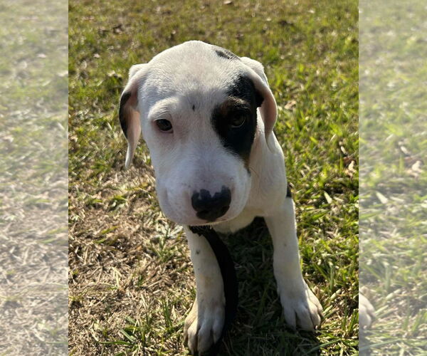 Medium Photo #2 Labrador Retriever-Unknown Mix Puppy For Sale in Tarrytown, GA, USA