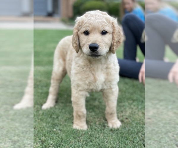 Medium Photo #3 Goldendoodle Puppy For Sale in FORT WORTH, TX, USA