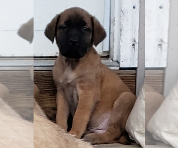 Medium Photo #1 Mastiff Puppy For Sale in LE ROY, MI, USA