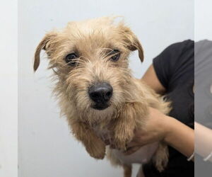 Mutt Dogs for adoption in Chico, CA, USA