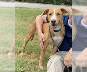 Golden Retriever-Unknown Mix Dogs for adoption in Huntsville, AL, USA