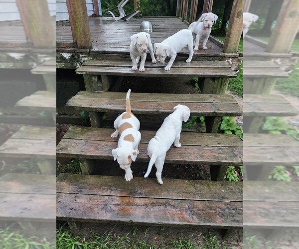 Medium Photo #6 American Bulldog Puppy For Sale in CASSOPOLIS, MI, USA