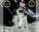 Puppy Blackberry F1 Maltipoo