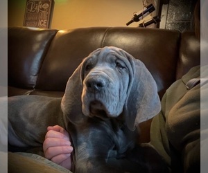 Great Dane Puppy for sale in SALINAS, CA, USA